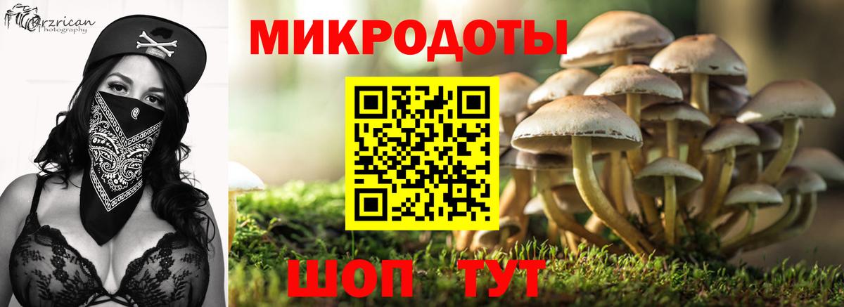 Псилоцибиновые грибы Cubensis Качканар